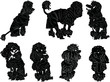 set of seven poodles sketches isolated on white