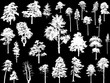 twenty seven white pine trees set isolated on black