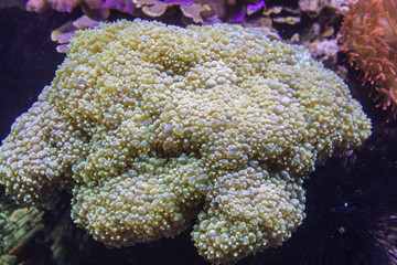 Wall Mural - Colourful anemones and corals in aquarium