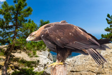 Golden Eagle Sits On A Wooden Stump On The Background Of Rocks, Trees And The Sea
