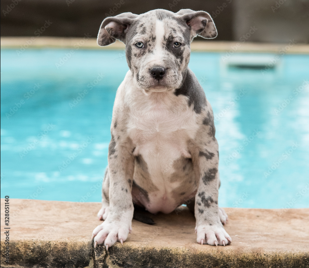 American Bully Pitbull Welpe Stock Photo | Adobe Stock, image size:1000x866