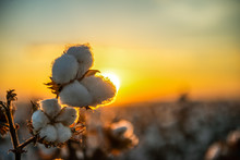 Agriculture - Beautiful, Perfect Cotton Capsules With Blue Sky, Sunset, High Productivity - Agribusiness