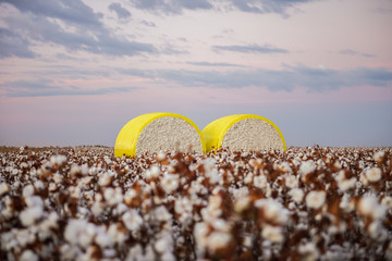 Agriculture - Bales of cotton after harvest in the mature cotton field, high productivity, aerial image - Agribusiness