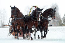 Traditional Russian Troika Of Horses. Three Horses Pulling A Sleigh In Winter In The Snowfall