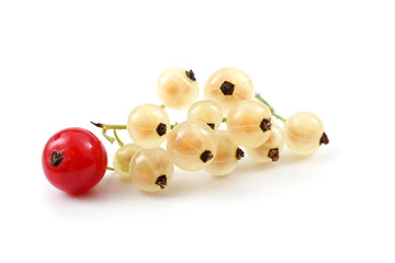 Red and white currant