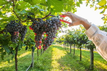 Wall Mural - grape harvest Italy