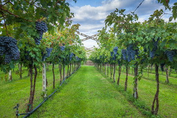 Wall Mural - grape harvest Italy