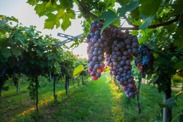 Wall Mural - grape harvest Italy