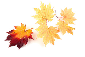 autumn maple leaves