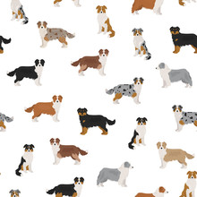 Australian Shepherd Dog Seamless Pattern. Different Variations Of Coat Color Set