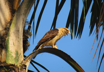 bird