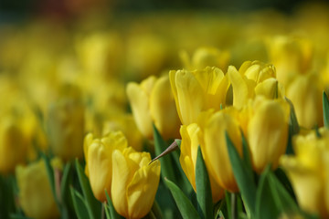 Wall Mural - Beautiful tulip flowers with blured background in the garden. Yellow tulip flowers. Selective focus.