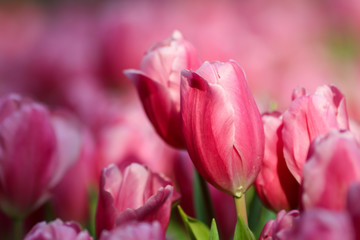 Wall Mural - Beautiful tulip flowers with blured background in the garden. Pink tulip flowers.