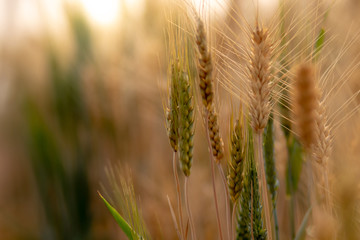 Wheat crop field. Ears of golden wheat close up. Ripening ears of wheat field background. Rich harvest Concept.