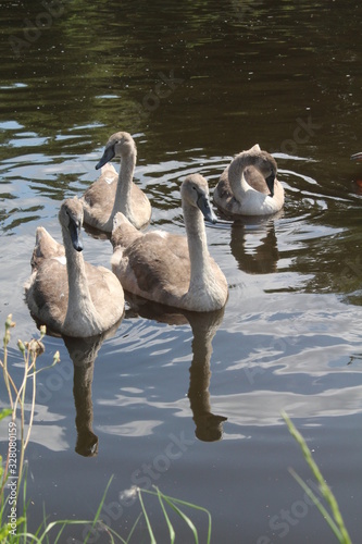 Fotomural Swans and cygnets swimming on Aire and Calder canal Knottingley West Yorkshire,