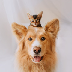 happy mixed breed dog posing with a kitten on his head