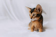 abyssinian kitten portrait with a feather on his head indoors