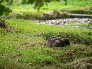 Two Otters Cuddling on a Grass Bank