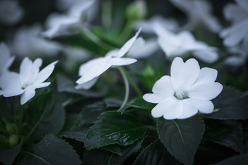 Wall Mural - Beautiful white Impatiens flower blooming in garden