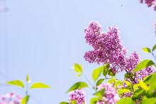 Blooming Lilac Against The Blue Sky In Spring