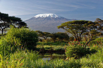 kilimanjaro