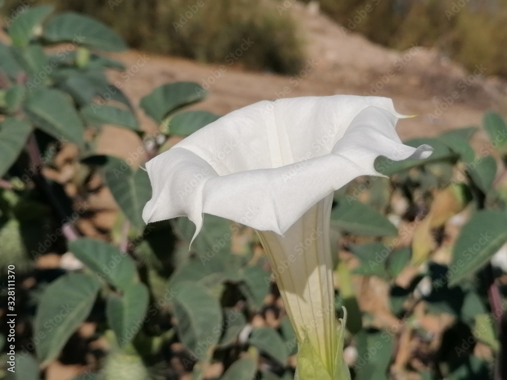 Flor de Burundanga blanca Espaa Andalucia Stock Photo | Adobe Stock