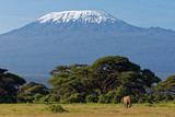Fototapeta Sawanna - Elefant vor dem Kilimanjaro