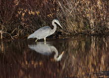 Great Blue Heron (Ardea Herodias) Searching For Prey In A Pond At, Broad Cove, , Nova Scotia, Canada,