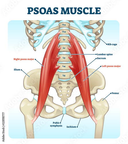 Fotografía Psoas muscle medical vector illustration diagram