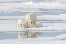 Wild Polar Bear (Ursus Maritimus) Mother And Cub On The Pack Ice