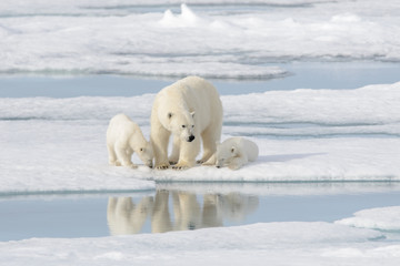 wild polar bear (ursus maritimus) mother and cub on the pack ice
