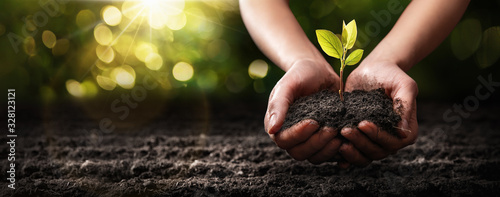 Cuadros en Lienzo Plant in Hands. Ecology concept. Nature Background