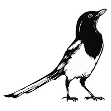 Illustration Of Magpie Stone, Chirping Mania, Suitable For Screen Printing And Logo Design