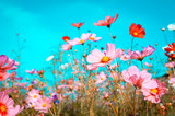 Fototapeta  - beautiful cosmos flowers are blooming in vintage tones with bright sky background.
