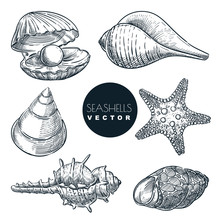 Seashells Collection. Vector Hand Drawn Sketch Illustration. Summer Travel Design Elements. Sea Shells Vintage Icons Set