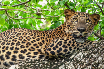 Wall Mural - Leopard wild panther animal laying on the tree in jungle, Yala National Park, Sri Lanka