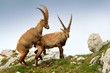 Alpine ibex - Capra Ibex pasturing and mating and dueling in Slovenian Alps. Typical horned animal of the high mountains