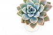 © Sunelle Schietekat/PICHA - Succulent plant with white background