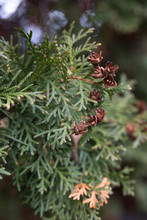 Fresh Green And Dry Cedar Close Up