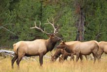 Bull Elk With Harem In The Rain In Yellowstone National Park During The Autumn Rut