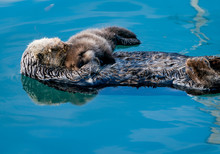 Sea Otter Mother & Baby