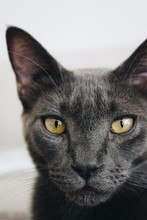 Stock Photo Of A Close Up Handsome Grey Cat Staring Into The Camera