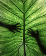 © Sergio Marcos/Stocksy - Silhouette of two hands behind a giant tropical leaf