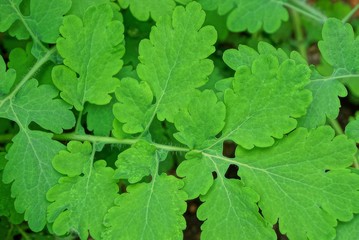 green natural texture from the leaves of a celandine plant outdoors in nature