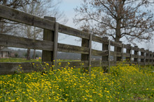 Wood Fence With Yellow Wildflowers In Foreground And Blue Sky