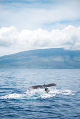 humpback whale swimming beside boat in deep blue ocean water on bright sunny day in tropical island 