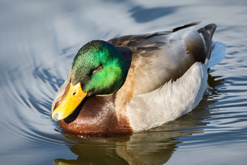 Waterfowl of Colorado. Mallard Drake swimming in a lake.