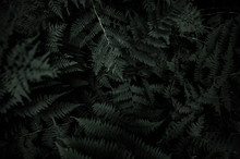 Dark Background Texture Photo Of Lush Green Fern Plant Moody Nature Scene In Outdoor Summer Scene