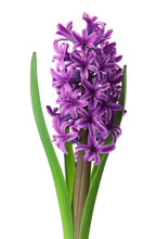 Hyacinth Flowers Free Stock Photo - Public Domain Pictures