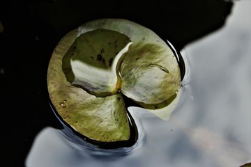 Wall Mural - Abstract water on lotus leaf photo  